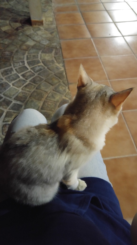 Kumarah on my lap