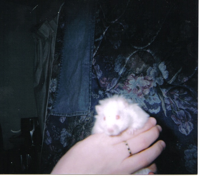 Otis, the Houdini of hamsters