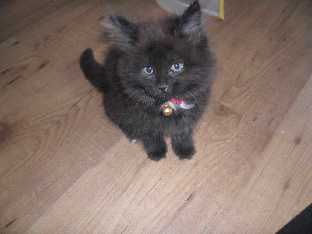 one of the kittens I fostered