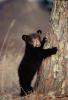black bear cub :)
