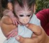 We save a baby monkey!!!